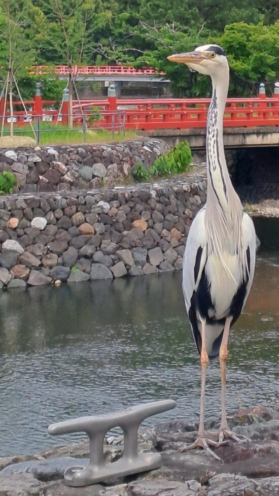 Le héron au long bec emmanché d’un long cou côtoyait la rivière d’Uji