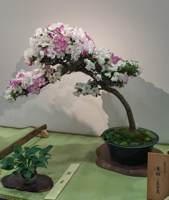 Bonsai Azalée