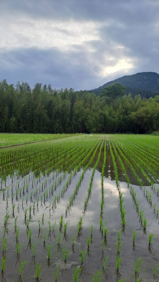 Rizières à Ohara