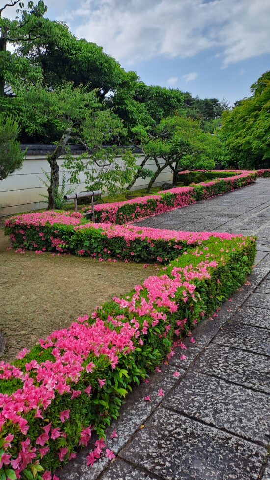 Azalea Japonica